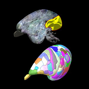 3D model of brain hemispheres and regions