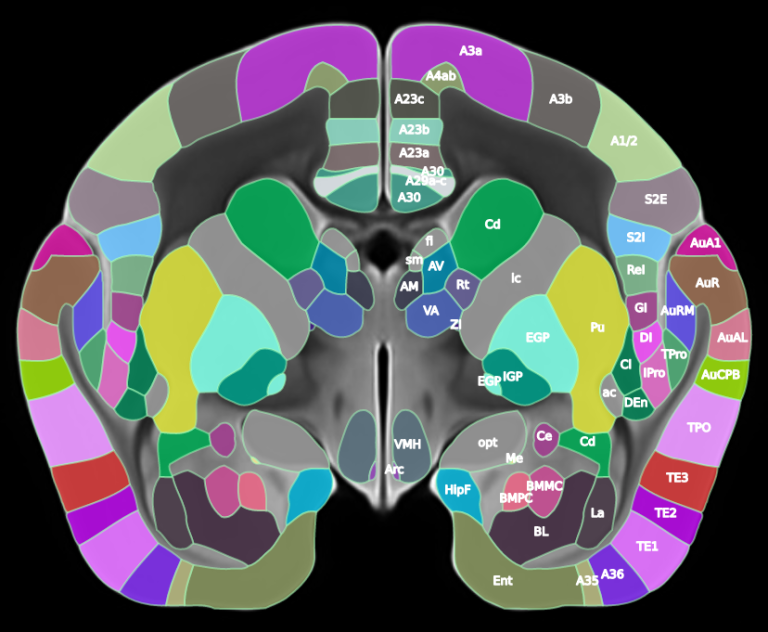 Brain/MINDS Marmoset Atlas